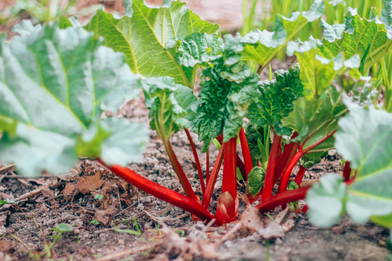 Mehrjährige Gemüsesorten für den Garten Samenhaus Gartenblog