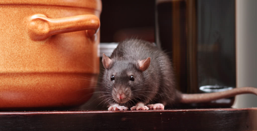 Ratten im Garten loswerden: wirksame Mittel, um die Schädlinge zu vertreiben
