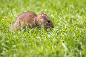 Ratte auf Wiese