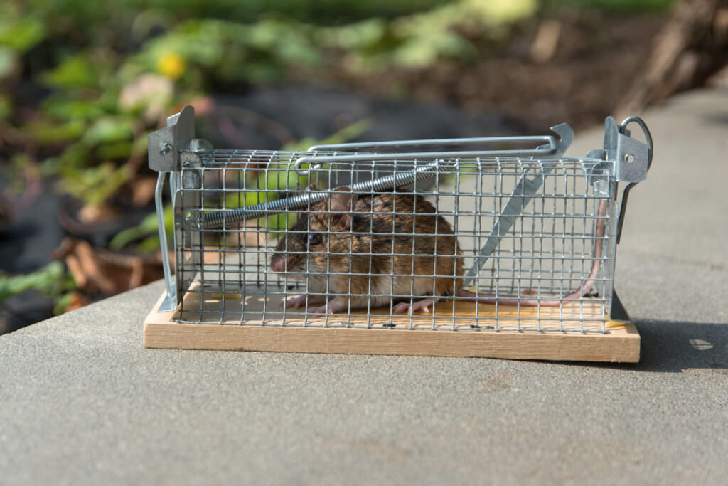 Ratten im Garten loswerden wirksame Mittel, um die Schädlinge zu