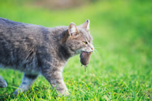 Katze und Ratte