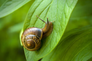 Schnecke Blatt