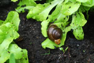 Schnecke Garten