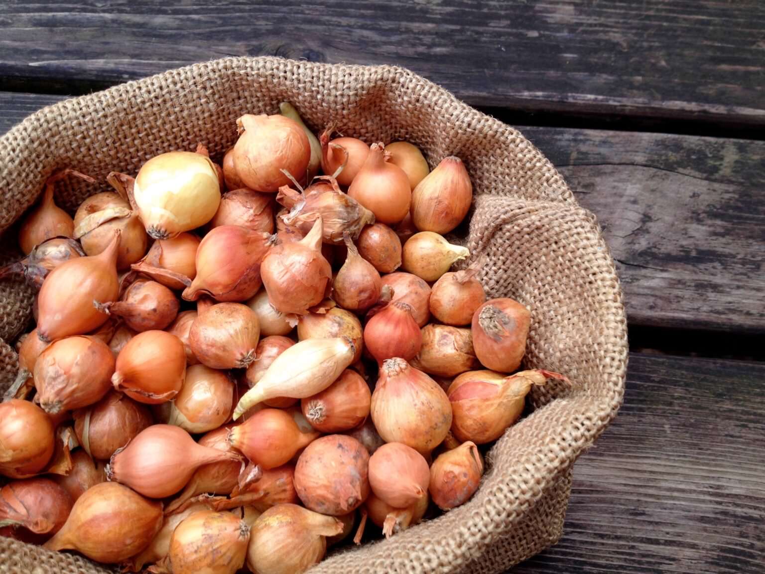 Steckzwiebeln stecken so geht es richtig Samenhaus Gartenblog
