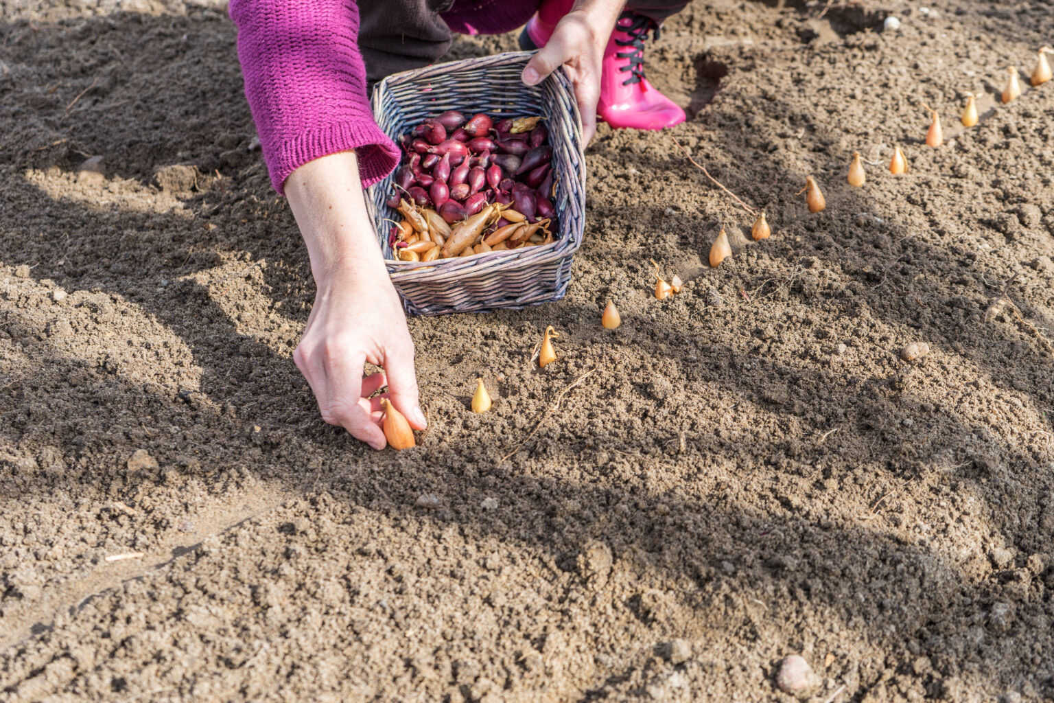 Steckzwiebeln stecken so geht es richtig Samenhaus Gartenblog