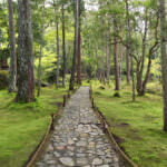 Forest Garden: Wie Sie den Waldgarten anlegen und welche Vorteile er hat
