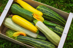 Zucchini Garten