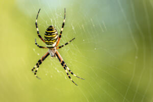 Spinne