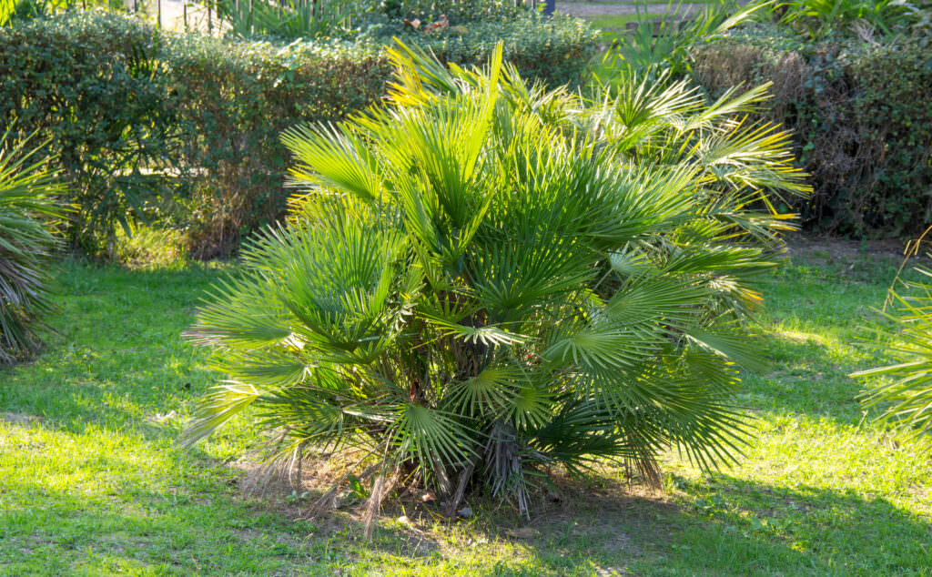 Winterharte Palmen für Garten und Balkon Samenhaus Gartenblog