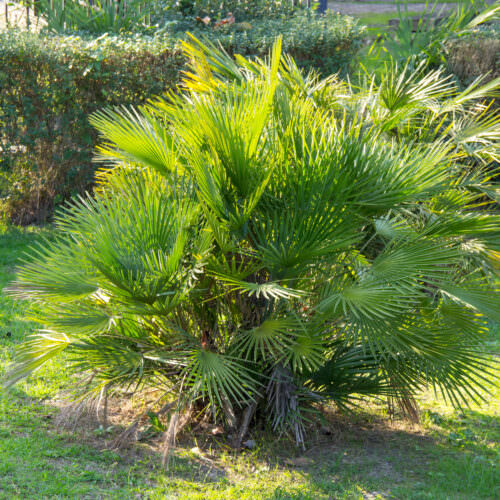 40+ Winterharte Palme Für Balkon, Die trachycarpus fortunei, auch