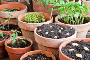 Tomaten Samen