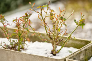 winterharte Balkonpflanzen