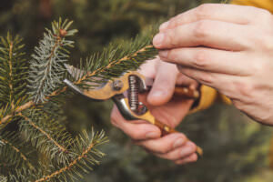 Schnitt Baum