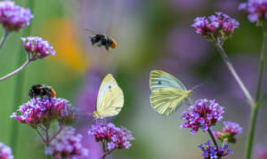 Insekten