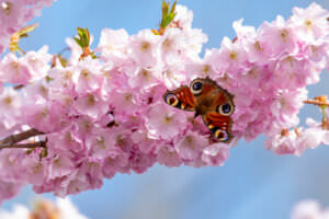 Schmetterling Blume