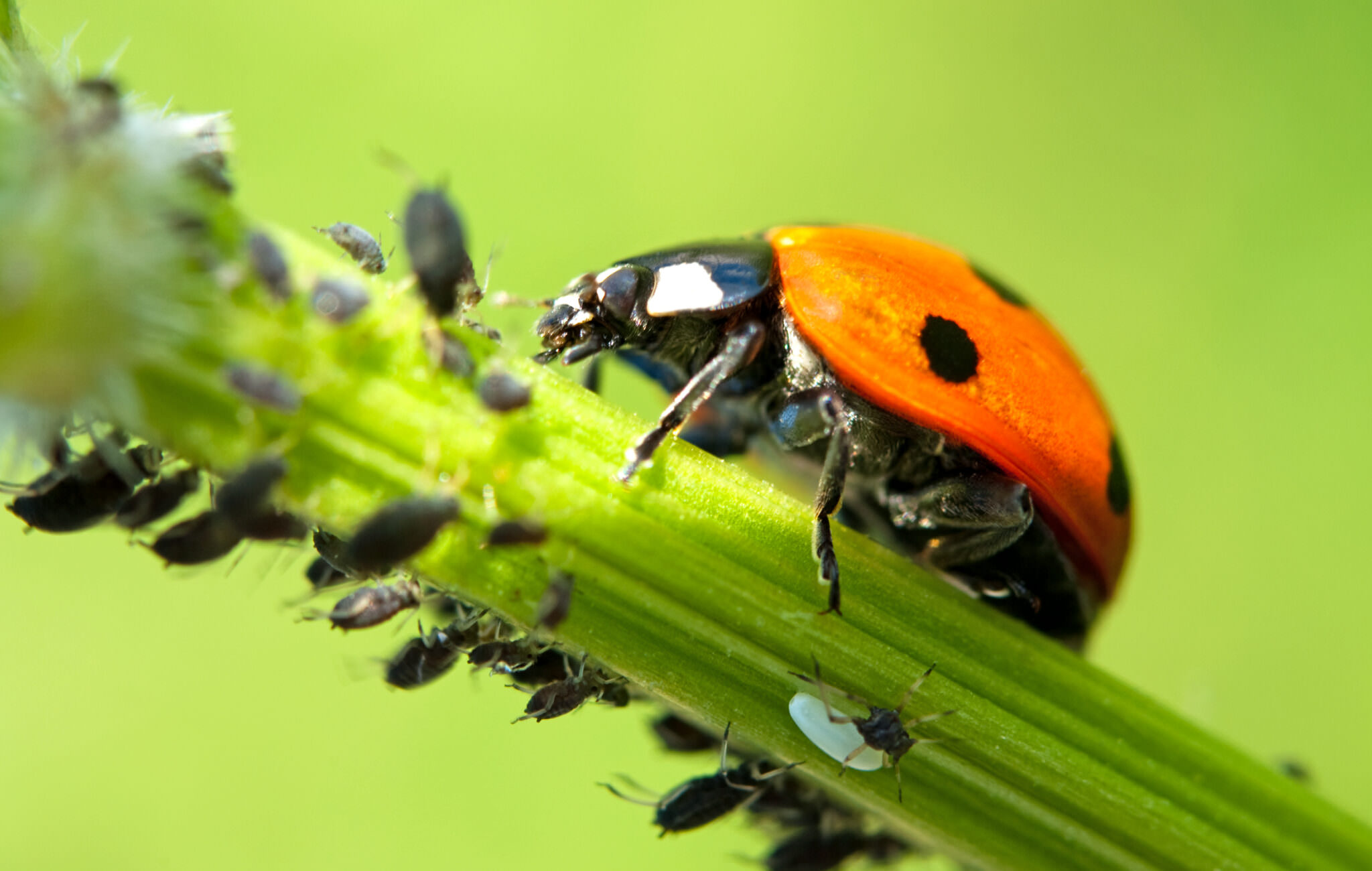 Biologischer Pflanzenschutz im Garten Samenhaus Gartenblog