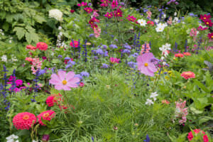 Garten Blumenbeet