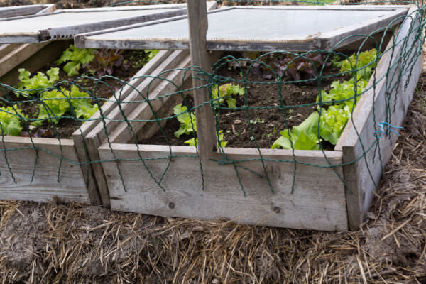 Frühbeet und Folientunnel selbst bauen Samenhaus Gartenblog