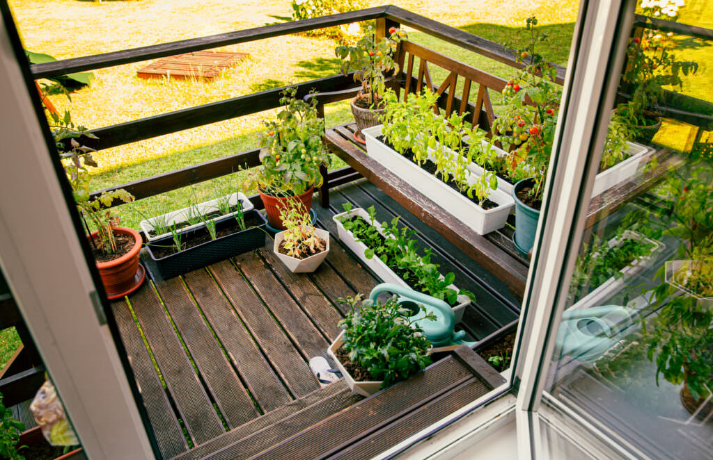Gemüse und Kräuter auf dem Balkon anbauen - Samenhaus Gartenblog