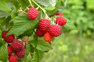 Sommerhimbeeren