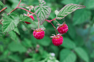 Herbsthimbeeren