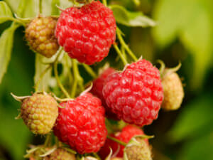 Herbsthimbeeren