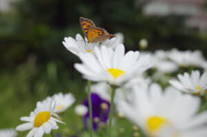 Schmetterling Garten