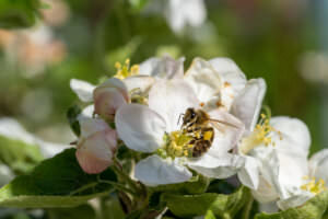 Insektenfreundlicher Garten