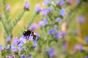 Insekten Garten