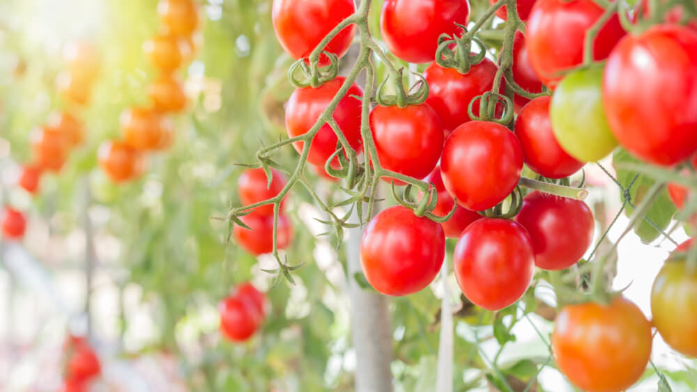 Tomaten Klettergemüse