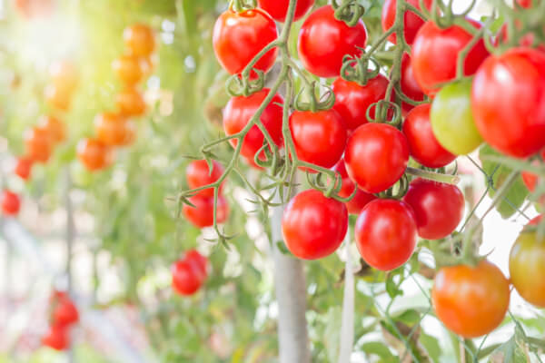 Tomaten Klettergemüse