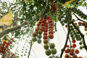 Klettergemüse Tomaten