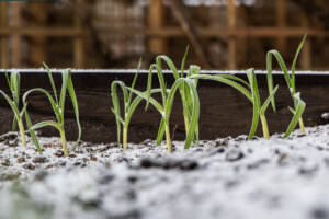 Winterknoblauch