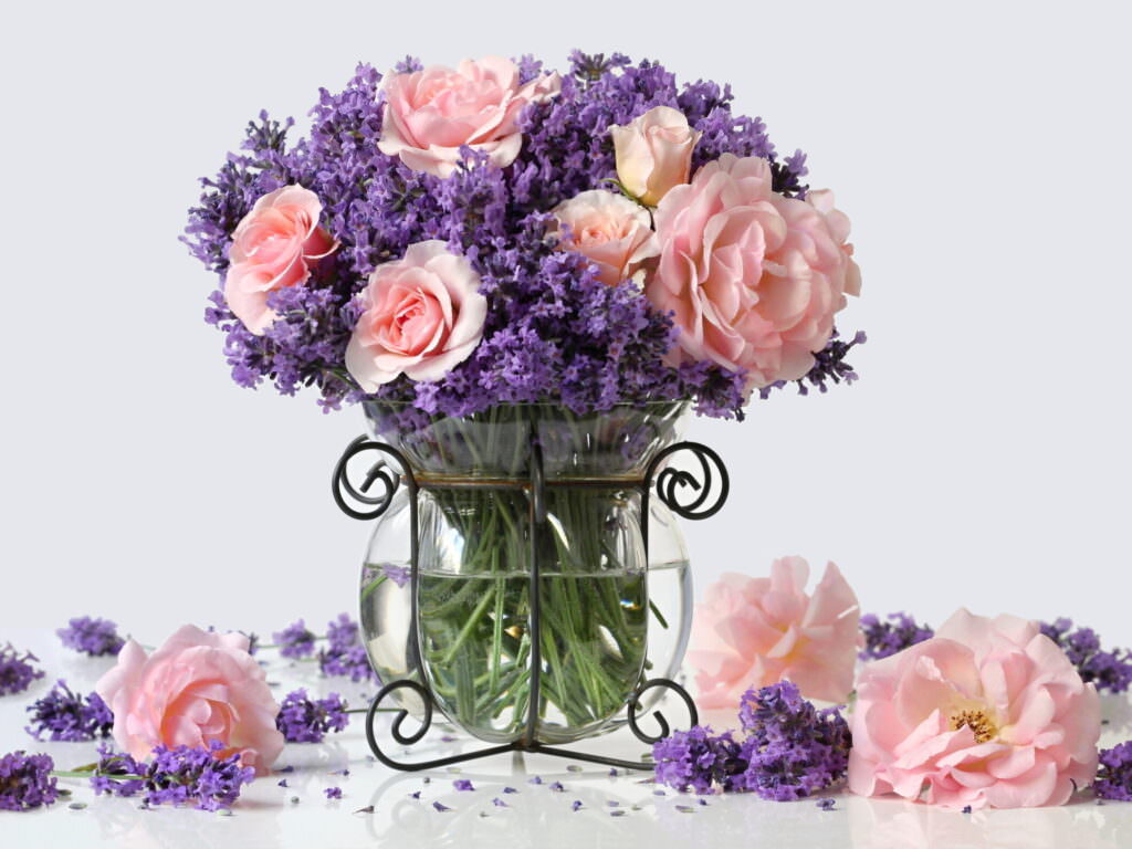 Warum sich Lavendel und Rosen nicht so gut vertragen Samenhaus Gartenblog