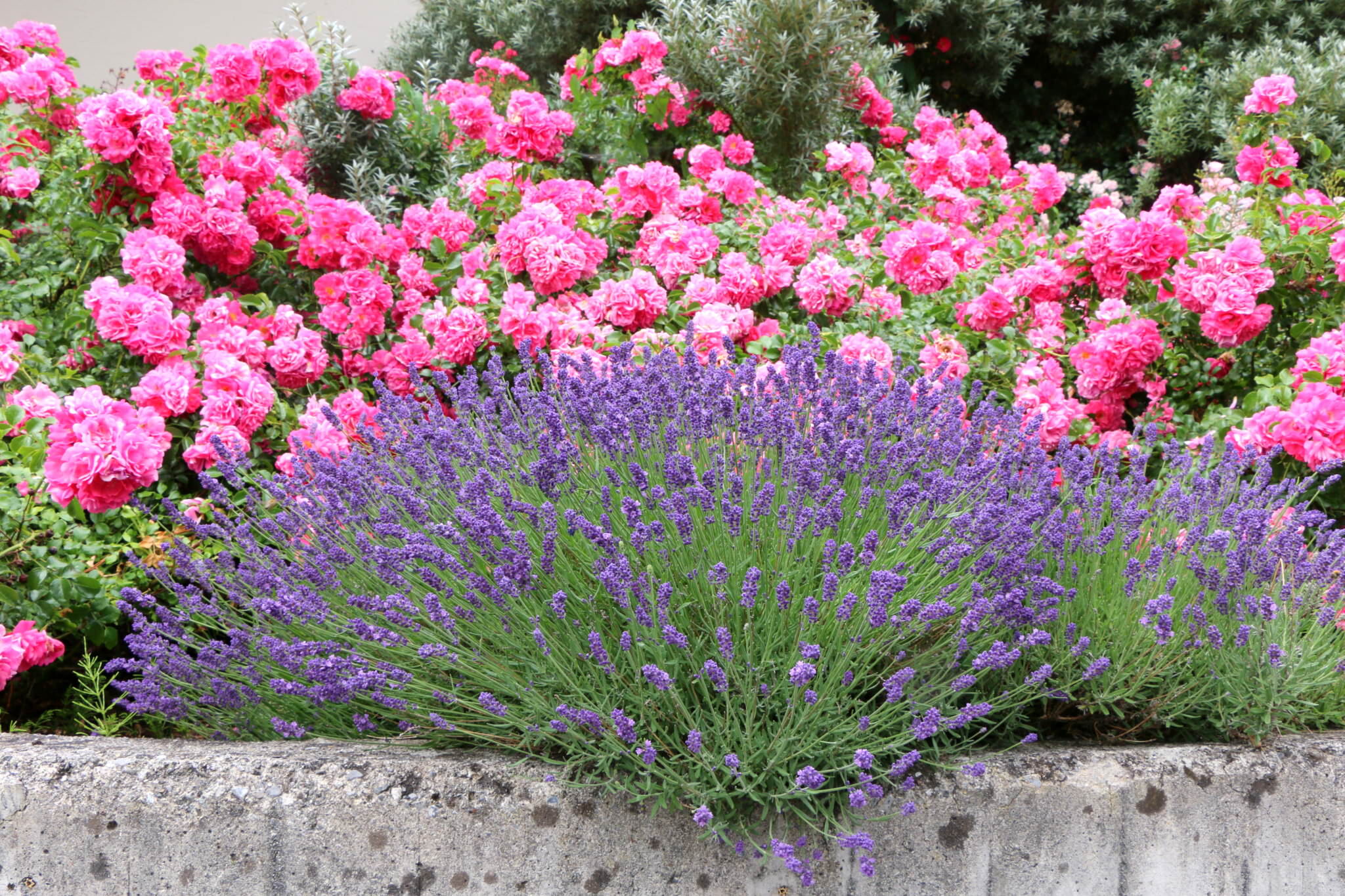 Warum sich Lavendel und Rosen nicht so gut vertragen Samenhaus Gartenblog