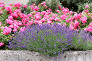 Beet Lavendel Rosen