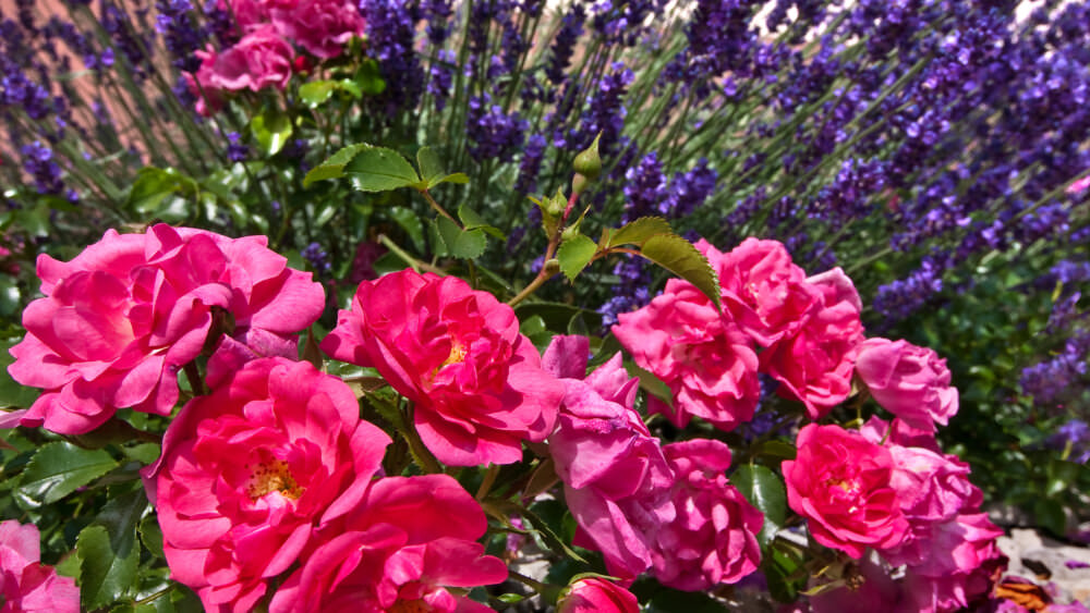 Lavendel und Rosen