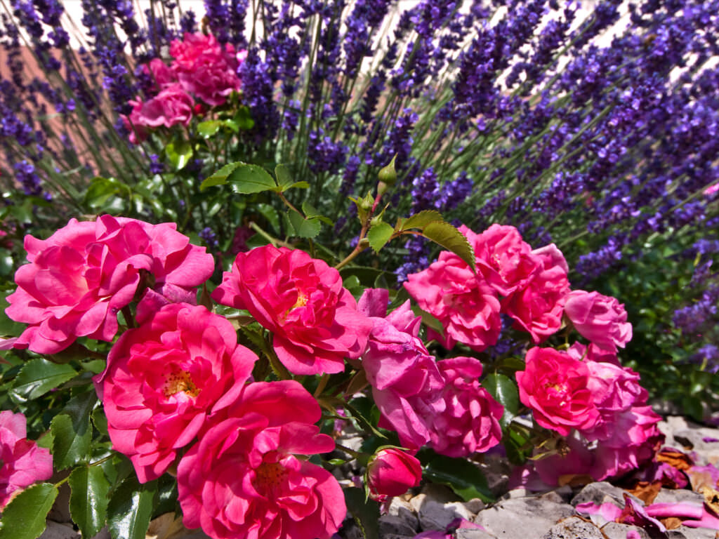 Warum sich Lavendel und Rosen nicht so gut vertragen