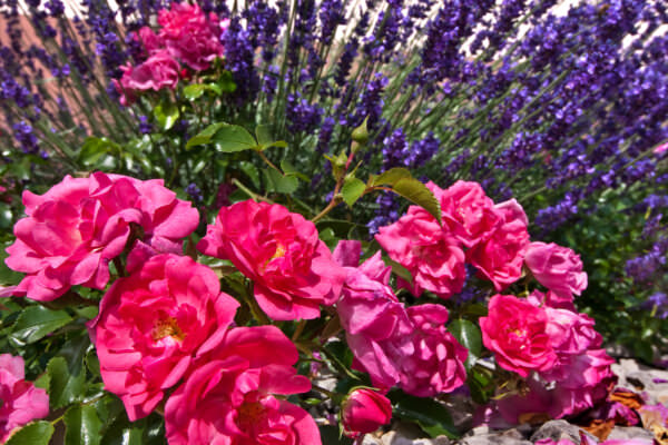 Lavendel und Rosen