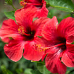 Hibiskus