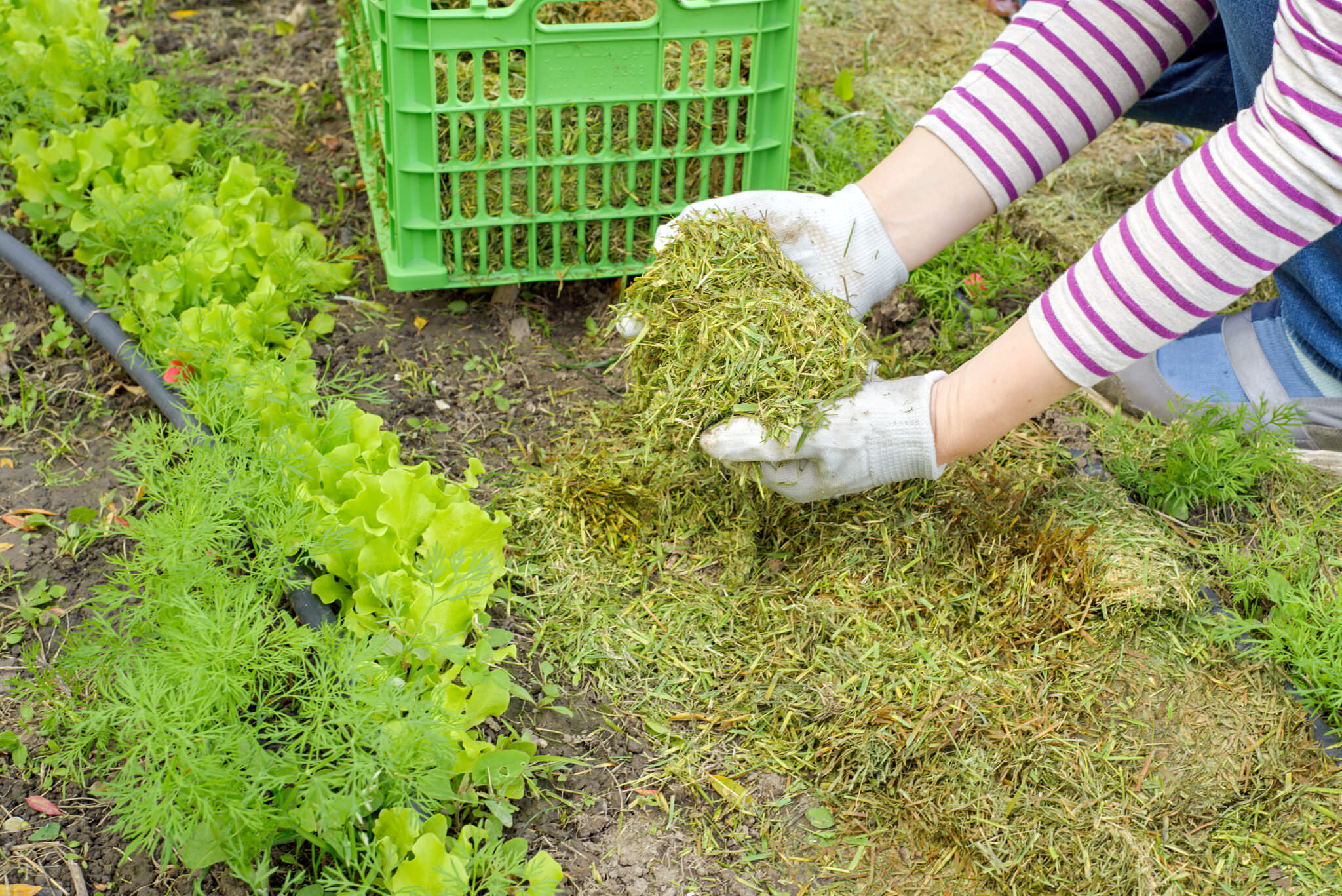 Mulchen im Garten so geht es Samenhaus Gartenblog