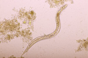 Artenvielfalt Nematoden