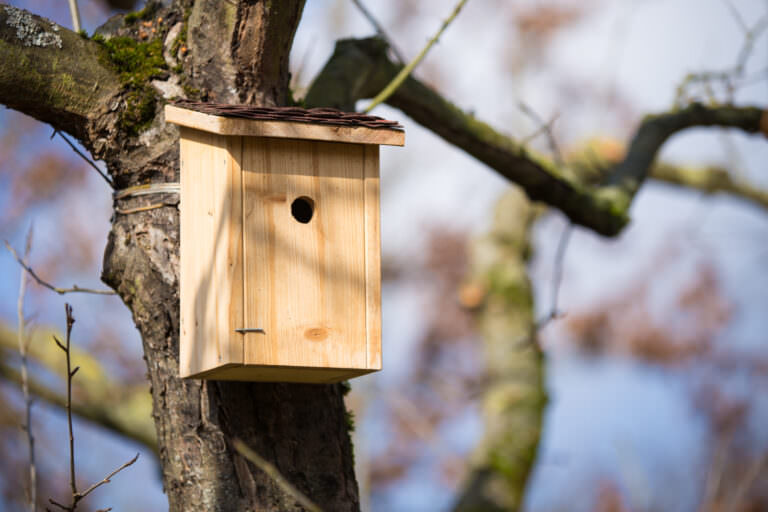 Nistkästen für verschiedene Vogelarten Samenhaus Gartenblog