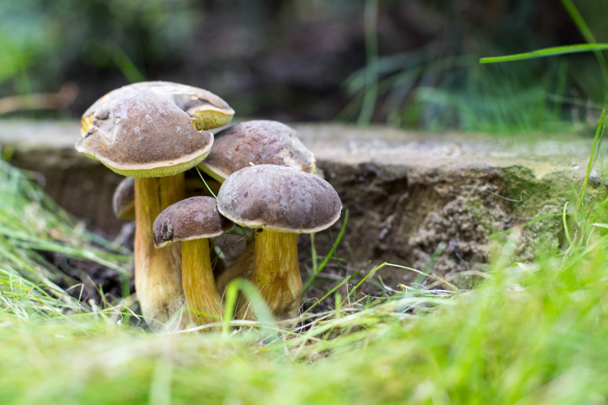 Pilze im eigenen Garten züchten So geht’s Samenhaus Gartenblog