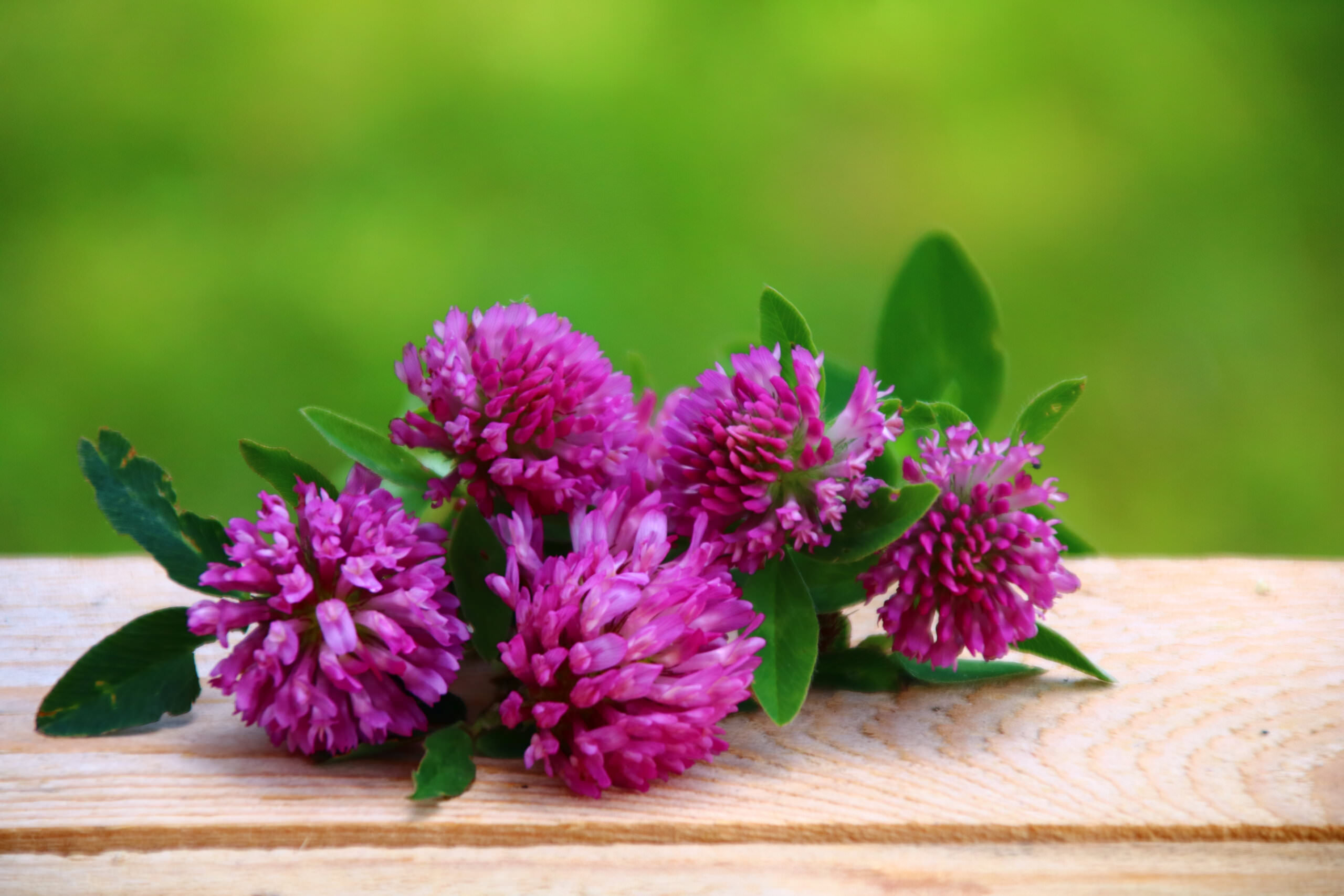 Rotklee  Futterpflanze, Heilkraut und Grndngung - Samenhaus Gartenblog