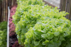 Salat Balkon