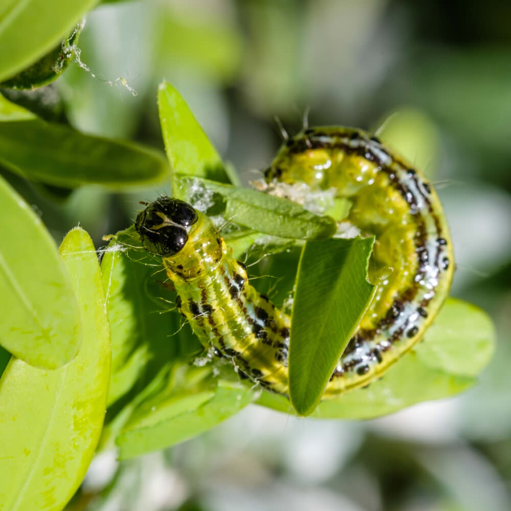 Schädlinge im Gemüsegarten Samenhaus Gartenblog