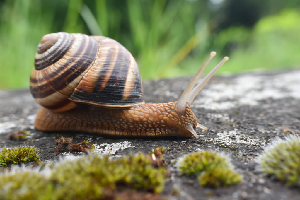 Schädlinge im Gemüsegarten Samenhaus Gartenblog