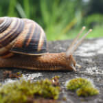 Schnecke