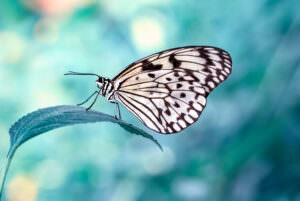 Schmetterling weiß